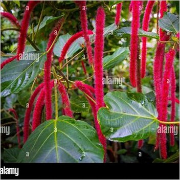 Acalypha Hispida Redhot Cataposs Tail